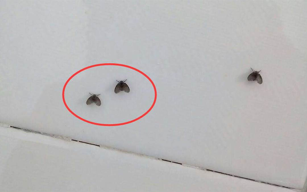 Khi nhà bạn có những con bọ đen nhỏ khó chịu này xuất hiện thì nên áp dụng ngay 3 mẹo sau để loại trừ