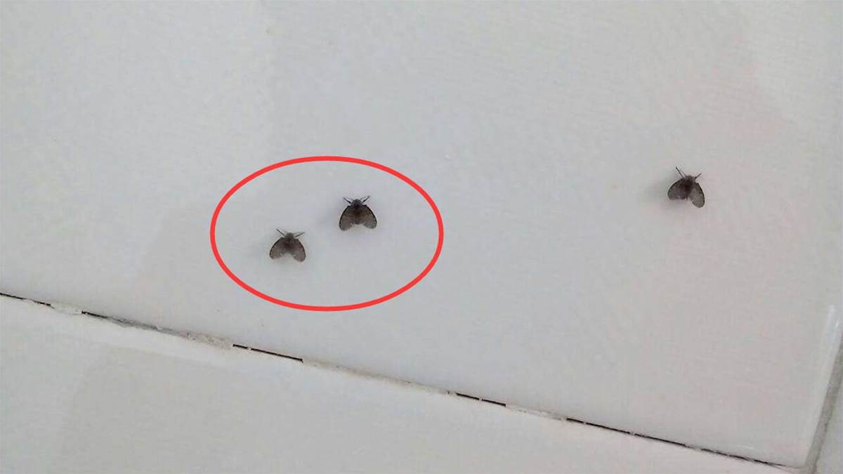 Những con bọ đen nhỏ khó chịu này xuất hiện, bạn nên áp dụng ngay 3 mẹo sau để loại trừ - Ảnh 2.