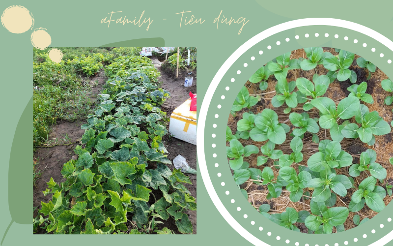 Bà mẹ 3 con ở Hà Đông tự trồng 12 luống rau sạch dưới sân chung cư, tính ra mỗi tháng tiết kiệm được gần 2 triệu đồng tiền đi chợ