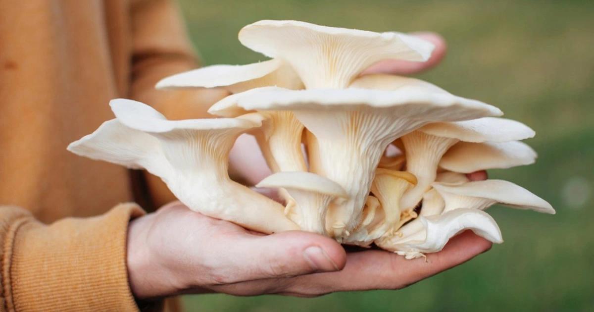 Mì cao cấp Reeva chiếm trọn trái tim người tiêu dùng bằng đột phá thêm thành phần tươi 100% vào sản phẩm - Ảnh 1.