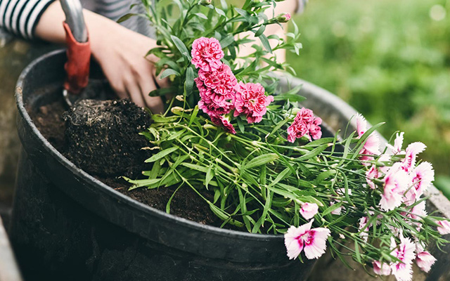 10 loại hoa cực dễ trồng từ hạt giống mang thêm hương sắc cho khu vườn nhỏ của bạn