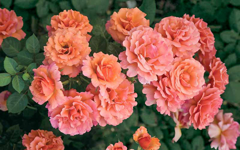 Bạn mang trong mình vẻ đẹp của loài hoa nào, hoa hồng quyến rũ hay hoa cẩm tú cầu rực rỡ?