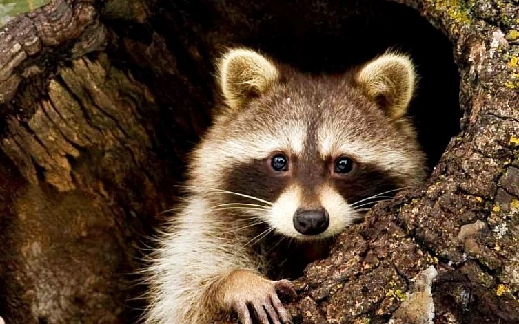 Tuyển tập danh hài thế giới động vật (P2): Gấu mèo Raccoon - Mặt dễ thương nhưng nguy hiểm top 1, nết "côn đồ" đến hổ báo cũng tránh xa!