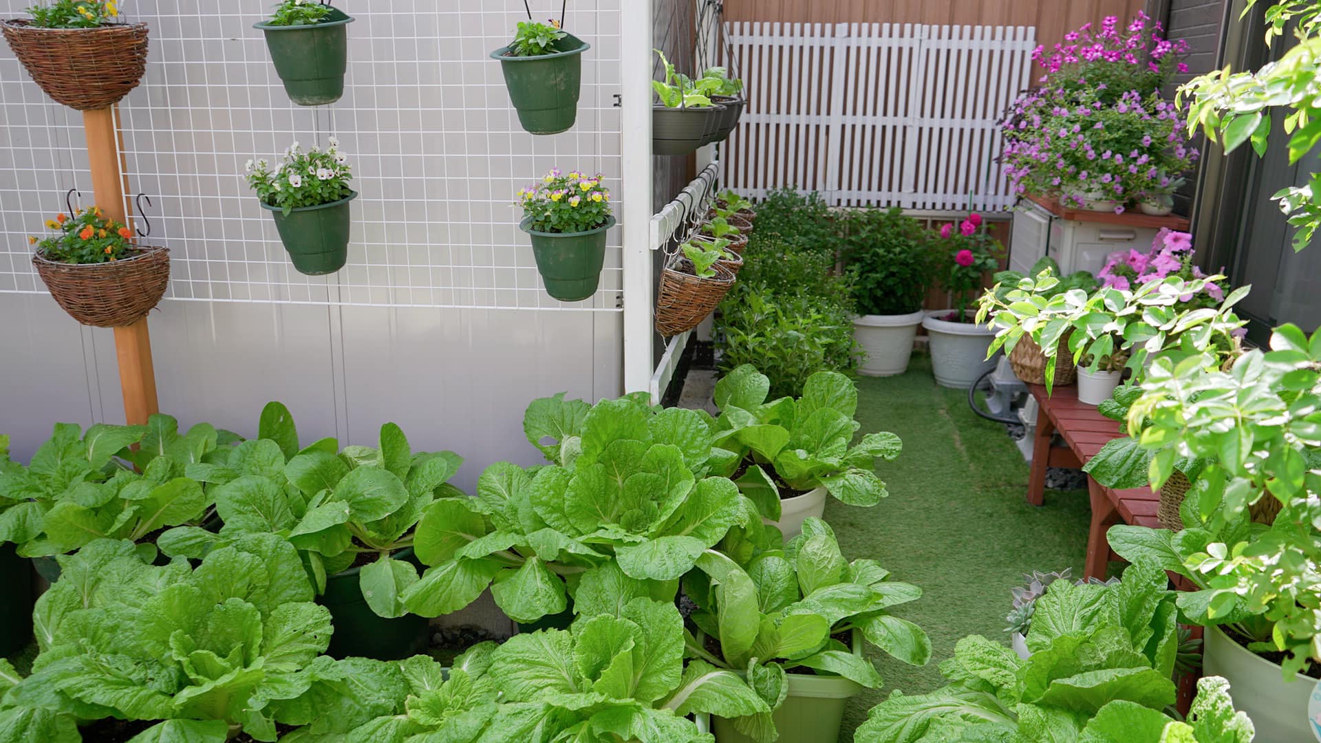 Tận dụng khoảng sân chưa tới 30m² của mẹ Việt tại Nhật trồng rau sạch và hoa ai nhìn cũng ghen tị  - Ảnh 8.