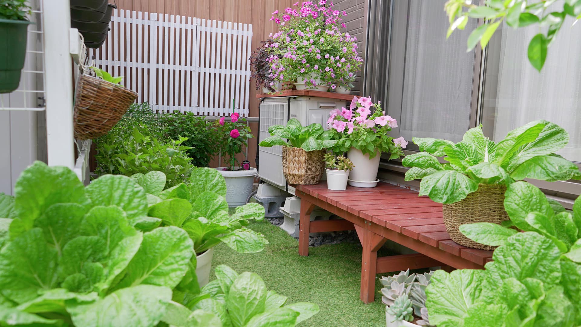 Tận dụng khoảng sân chưa tới 30m² của mẹ Việt tại Nhật trồng rau sạch và hoa ai nhìn cũng ghen tị  - Ảnh 3.