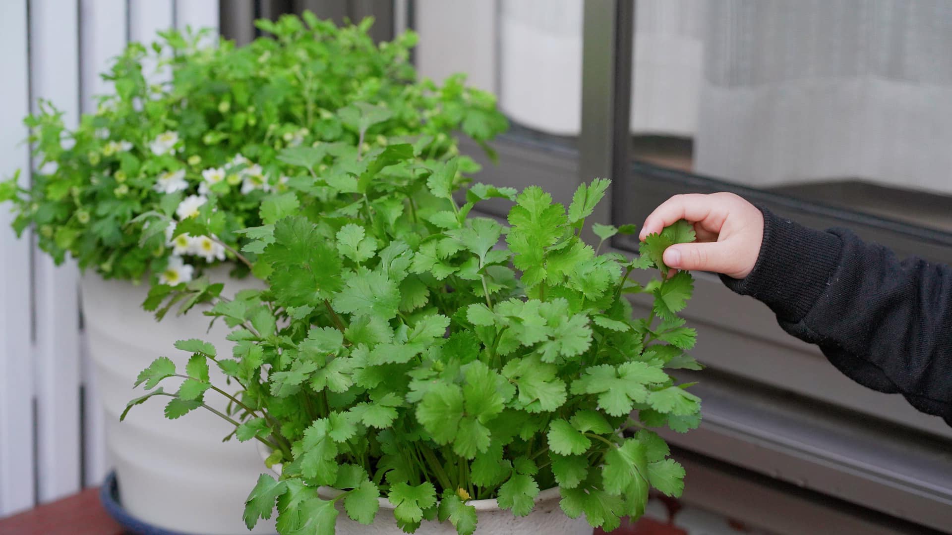 Tận dụng khoảng sân chưa tới 30m² của mẹ Việt tại Nhật trồng rau sạch và hoa ai nhìn cũng ghen tị  - Ảnh 9.