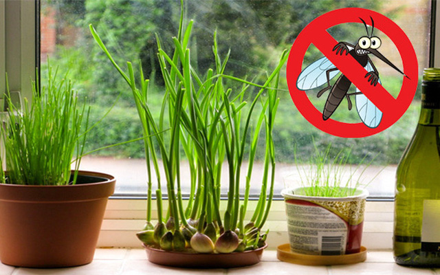Hướng dẫn bạn 3 phương pháp đuổi muỗi hiệu quả khi vào hè: Sử dụng nguyên liệu tự nhiên, tiết kiệm tiền bạc
