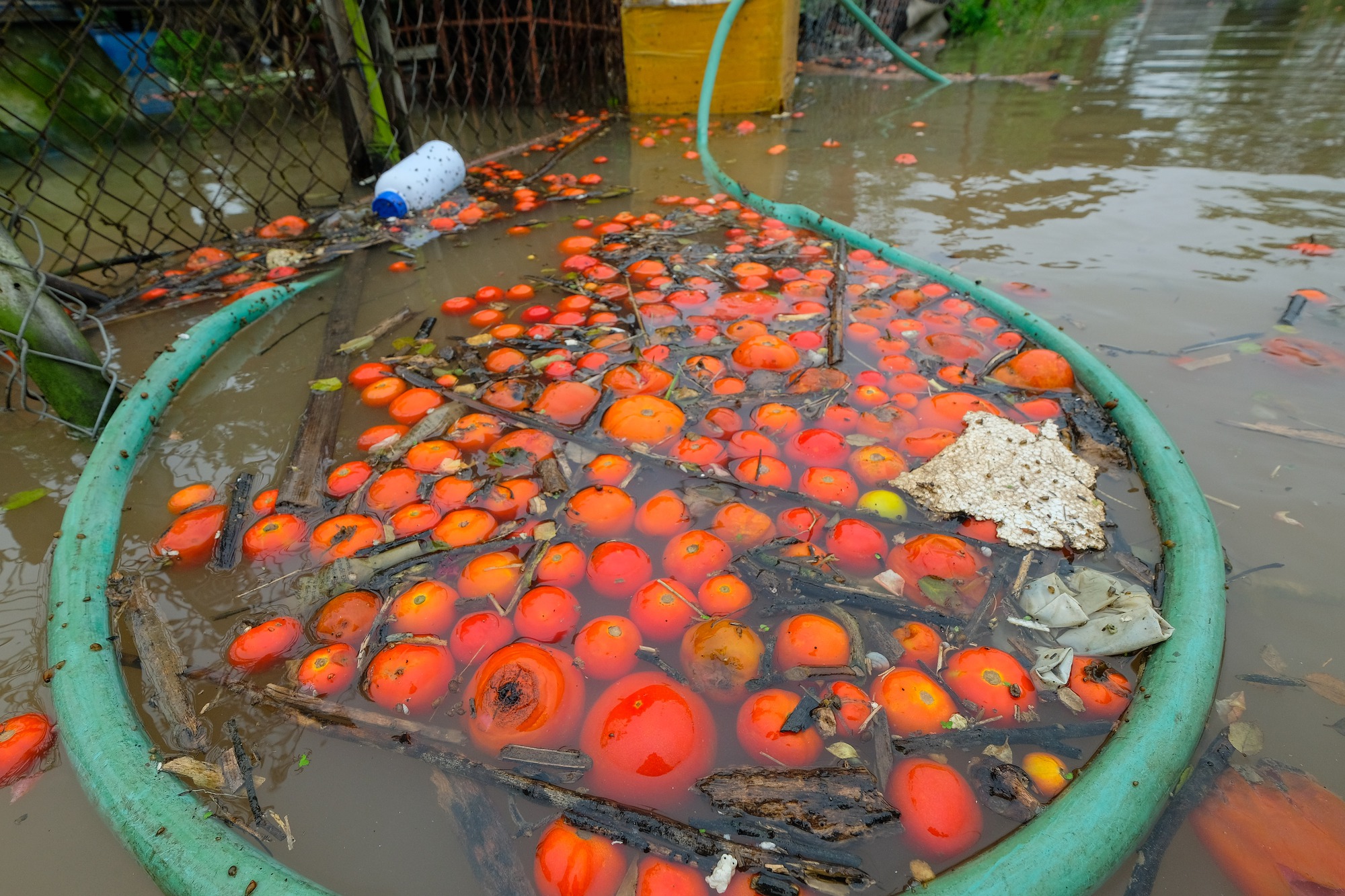 Mưa ngớt, người dân Hà Nội vẫn lội bì bõm đánh cá quanh nhà, nơi mò mẫm cắt hoa vớt vát tài sản - Ảnh 17.
