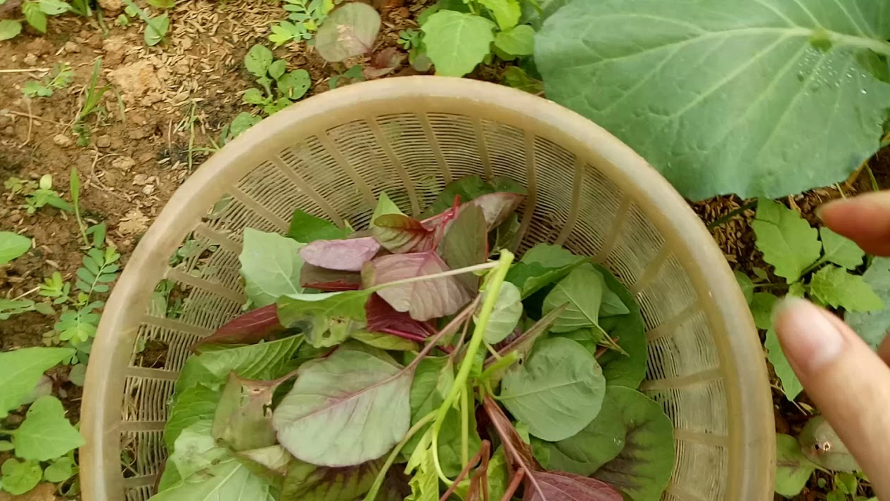 Cách trồng rau đay, rau dền lớn nhanh như thổi, để cả hè không lo thiếu rau ăn - Ảnh 7.