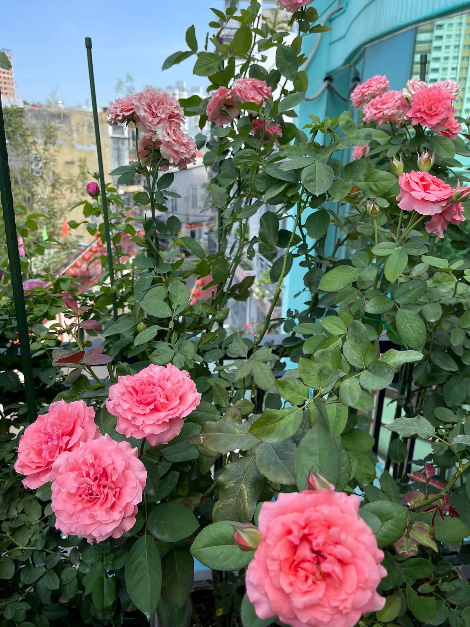 Vườn hoa hồng ngoại đẹp ngây ngất trên sân thượng giữa Sài thành của trai đẹp Sài Gòn - Ảnh 8.