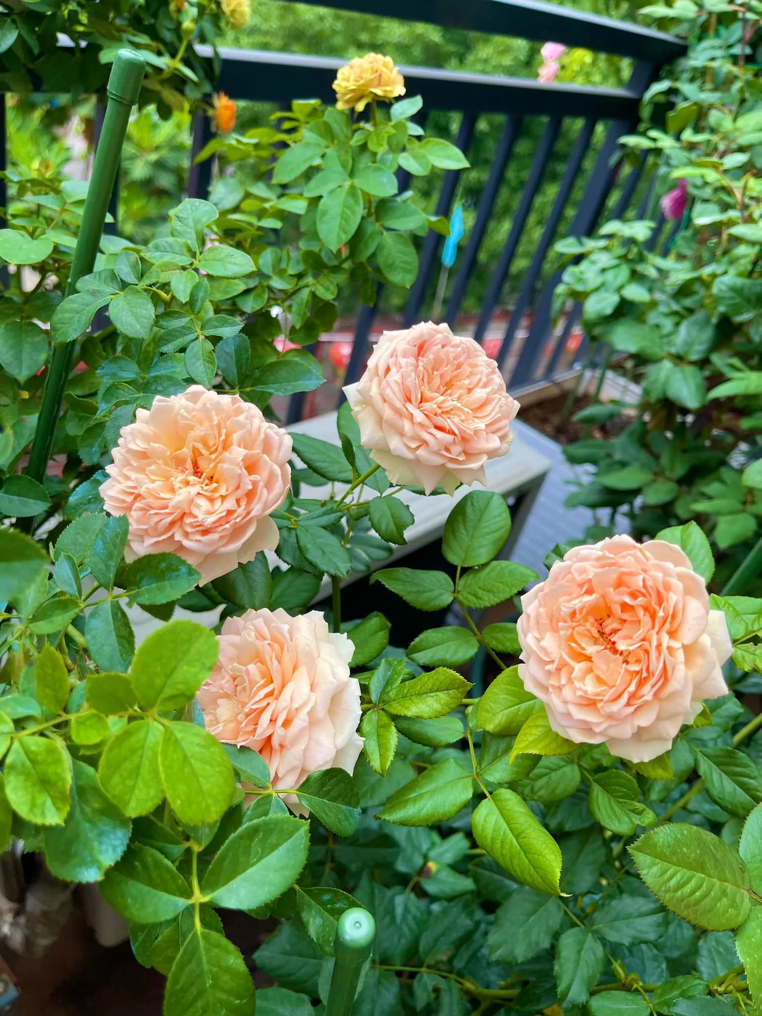 Vườn hoa hồng ngoại đẹp ngây ngất trên sân thượng giữa Sài thành của trai đẹp Sài Gòn - Ảnh 10.