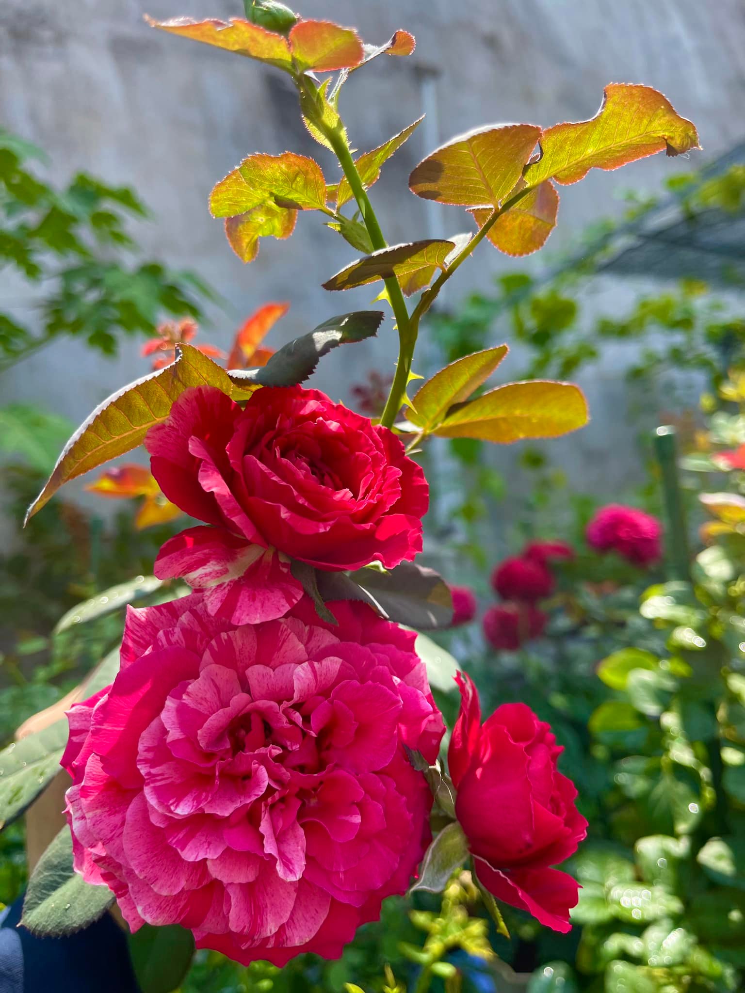 Vườn hoa hồng ngoại đẹp ngây ngất trên sân thượng giữa Sài thành của trai đẹp Sài Gòn - Ảnh 11.