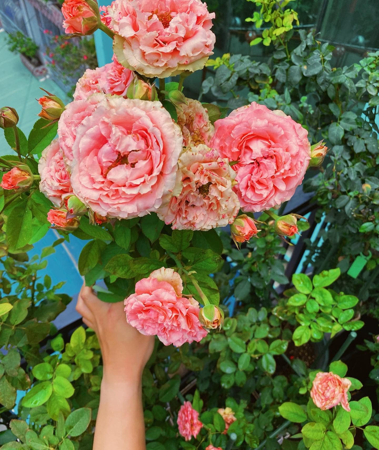 Vườn hoa hồng ngoại đẹp ngây ngất trên sân thượng giữa Sài thành của trai đẹp Sài Gòn - Ảnh 12.