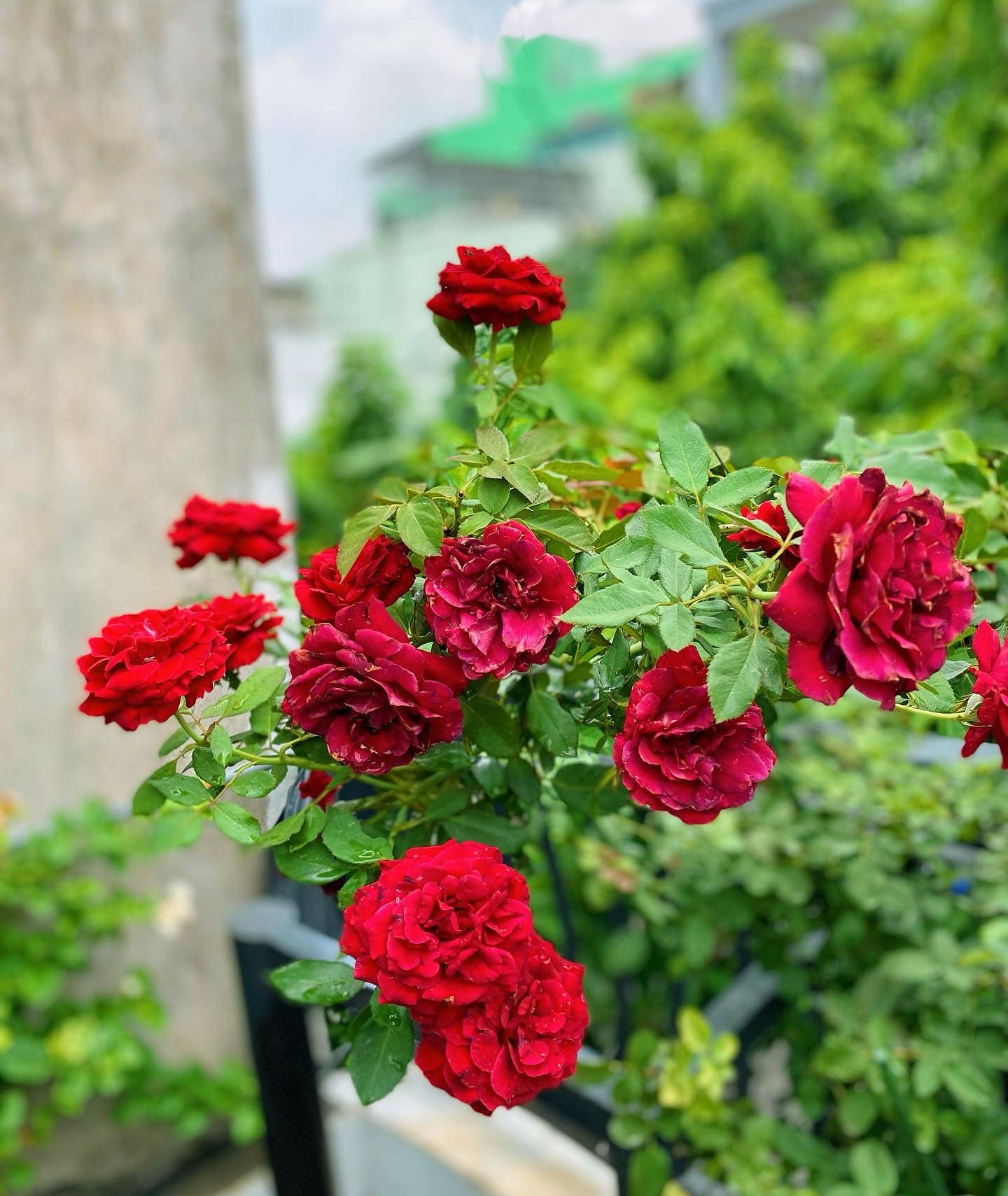 Vườn hoa hồng ngoại đẹp ngây ngất trên sân thượng giữa Sài thành của trai đẹp Sài Gòn - Ảnh 13.