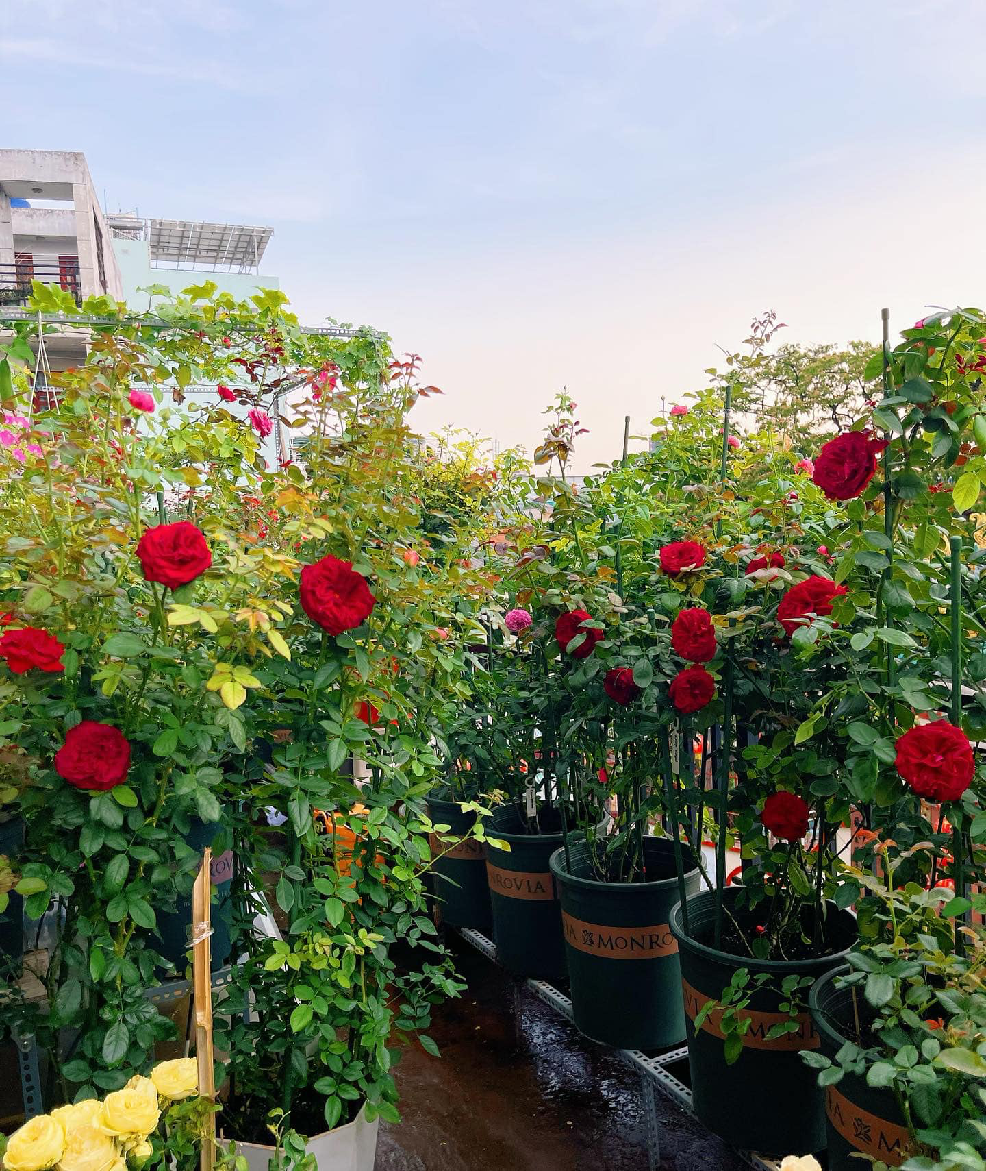 Vườn hoa hồng ngoại đẹp ngây ngất trên sân thượng giữa Sài thành của trai đẹp Sài Gòn - Ảnh 3.
