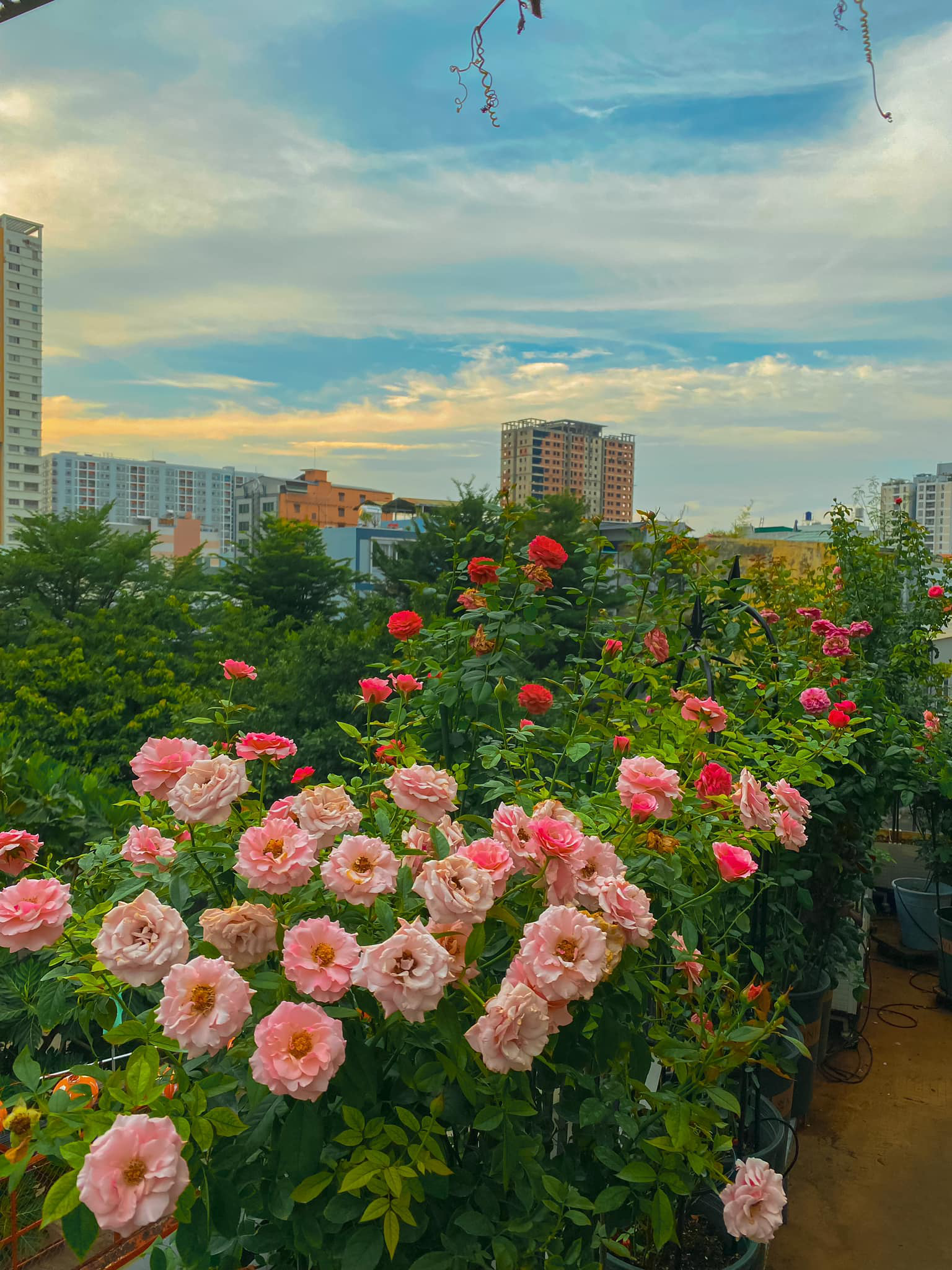Vườn hoa hồng ngoại đẹp ngây ngất trên sân thượng giữa Sài thành của trai đẹp Sài Gòn - Ảnh 4.