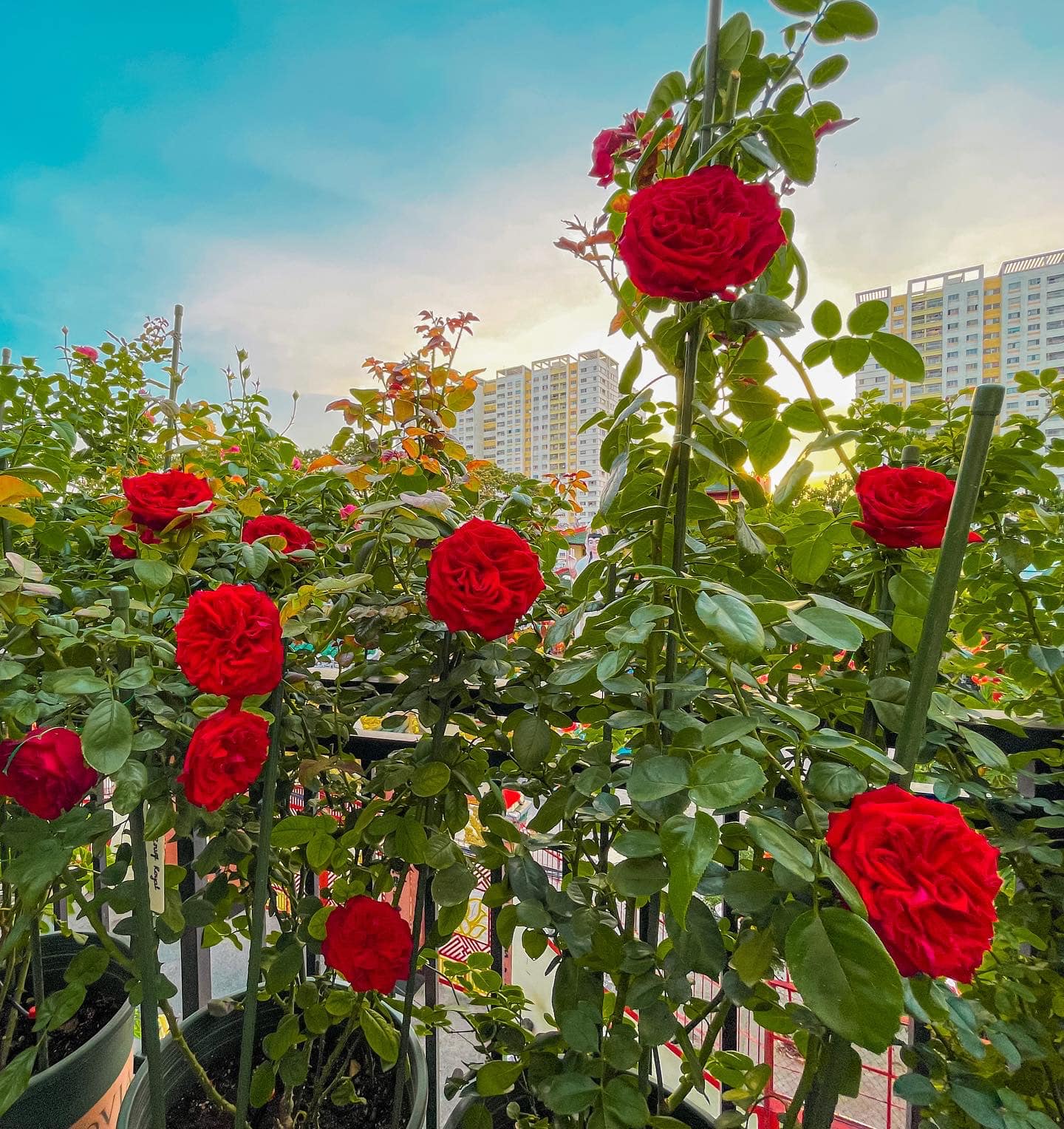 Vườn hoa hồng ngoại đẹp ngây ngất trên sân thượng giữa Sài thành của trai đẹp Sài Gòn - Ảnh 14.