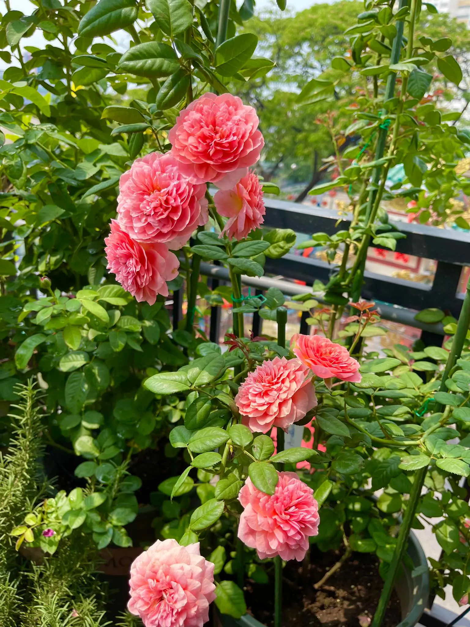 Vườn hoa hồng ngoại đẹp ngây ngất trên sân thượng giữa Sài thành của trai đẹp Sài Gòn - Ảnh 6.