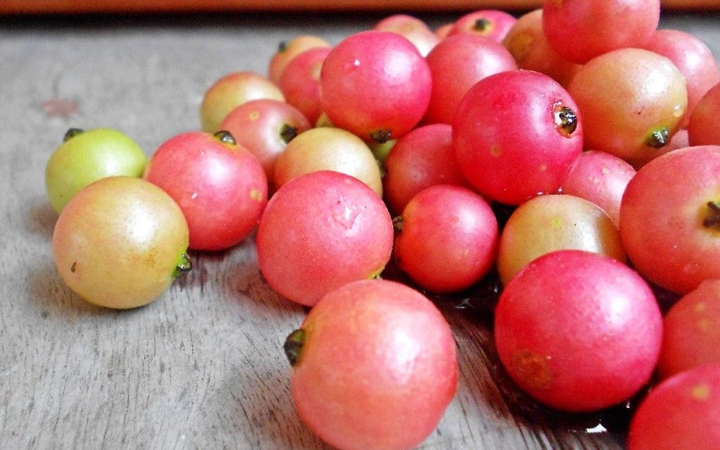 Không cần cherry, việt quất nhập khẩu đắt đỏ, ở Việt Nam có 1 loại quả rụng đầy gốc thay thế tốt, vừa sản xuất collagen lại phòng bệnh ung thư