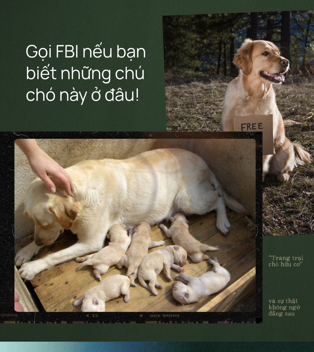 "Trang trại chó hữu cơ" gây tranh cãi vì đăng ảnh "thành phẩm" bên những chú cún dễ thương, mục đích thật sự đằng sau mới là điều đáng bàn - Ảnh 5.