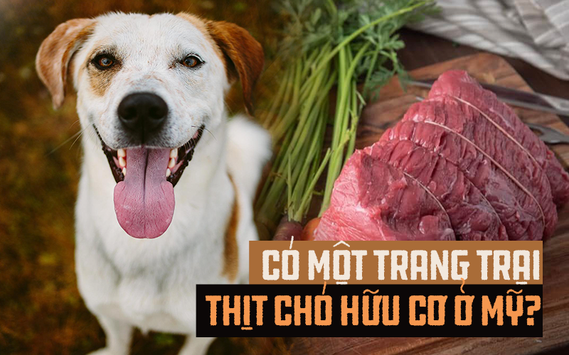 “Trang trại thịt chó hữu cơ Elwood” - mô hình kinh doanh ngang nhiên thách thức cộng đồng người yêu chó, bất ngờ lại thành công vang dội