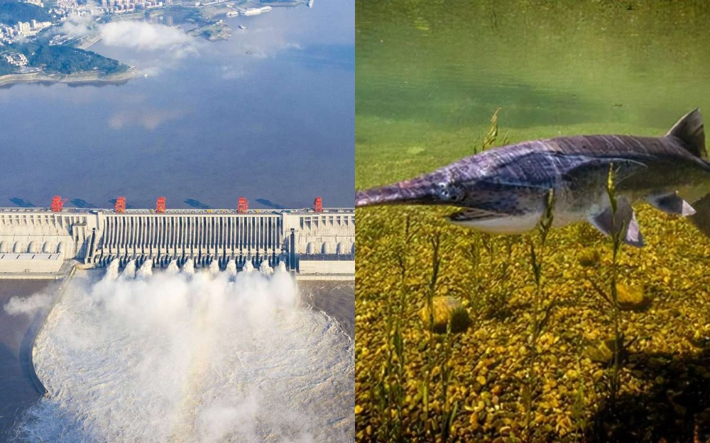Giải đáp câu hỏi về hệ sinh thái tại đập thủy điện lớn nhất thế giới