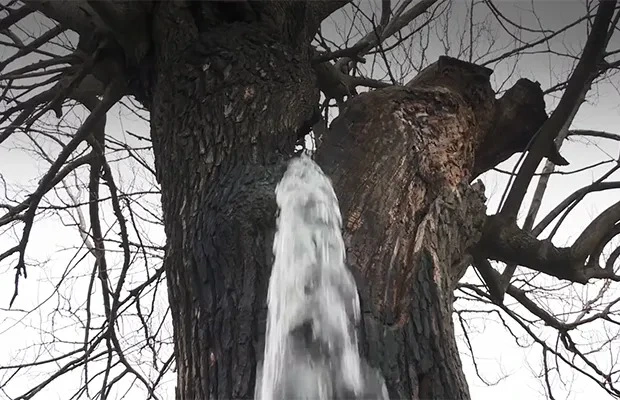 Bí ẩn cây cổ thụ hơn trăm tuổi phun nước như thác đổ, nườm nượp người tới xem vì quá đỗi lạ thường - Ảnh 3.
