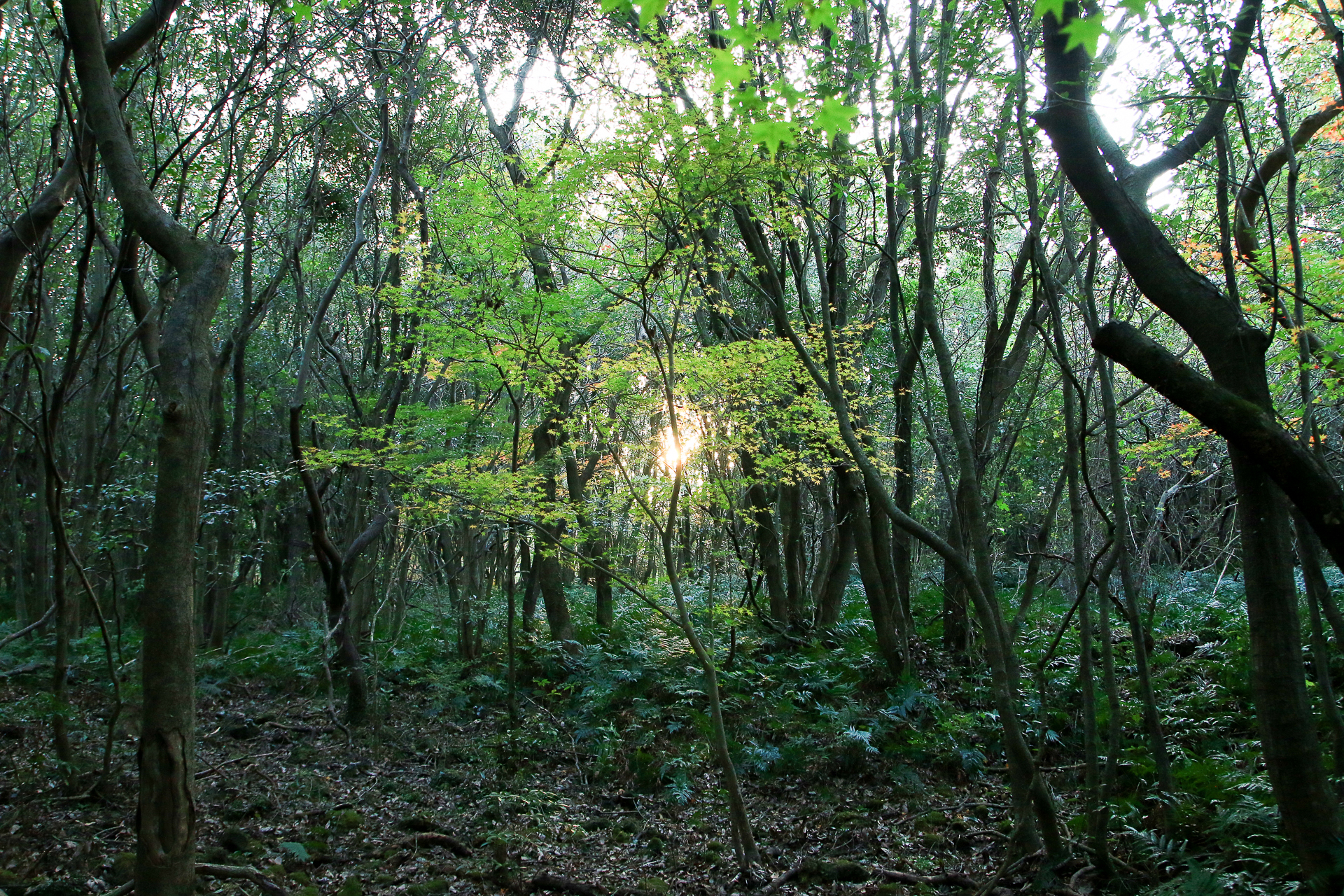 &quot;Lạc vào khu rừng đom đóm&quot; với cảnh tượng kỳ ảo ở xứ sở ánh sáng Gotjawal, Hàn Quốc - Ảnh 8.