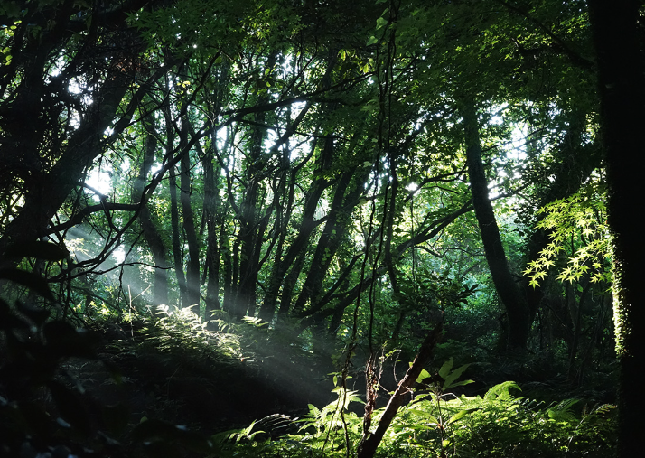 &quot;Lạc vào khu rừng đom đóm&quot; với cảnh tượng kỳ ảo ở xứ sở ánh sáng Gotjawal, Hàn Quốc - Ảnh 2.