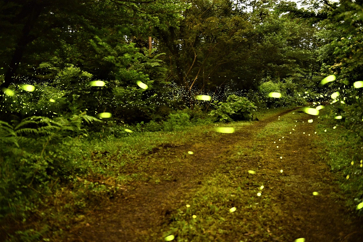&quot;Lạc vào khu rừng đom đóm&quot; với cảnh tượng kỳ ảo ở xứ sở ánh sáng Gotjawal, Hàn Quốc - Ảnh 14.