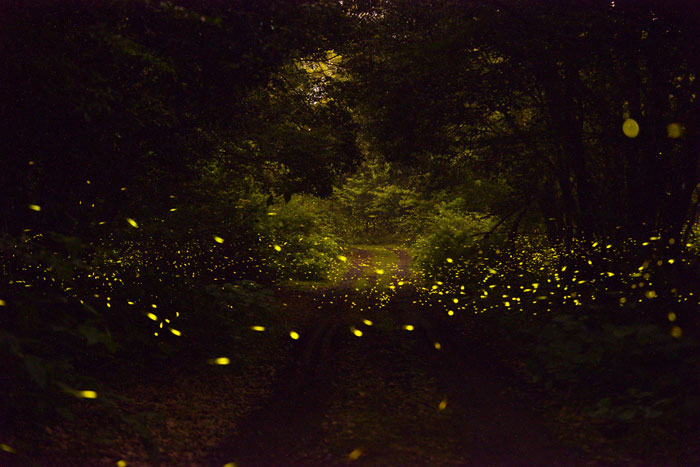 &quot;Lạc vào khu rừng đom đóm&quot; với cảnh tượng kỳ ảo ở xứ sở ánh sáng Gotjawal, Hàn Quốc - Ảnh 9.