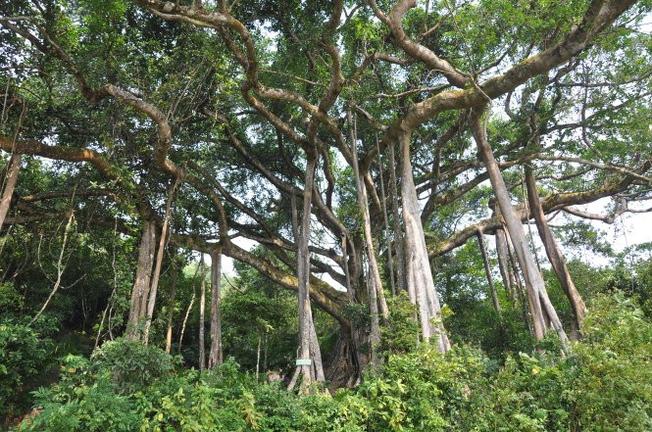 Bí ẩn cây đa ngàn năm - &quot;Ngọn hải đăng&quot; linh thiêng nằm trên bán đảo Sơn Trà - Ảnh 2.