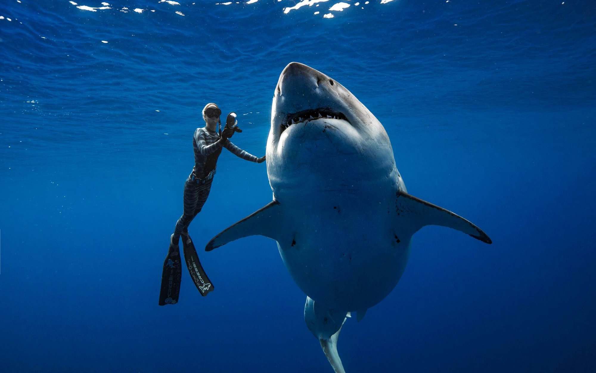 Dù bị gọi là "cá mập", nhưng loài này lại có thân hình chuẩn nhất thế giới, không một cá thể nào thừa cân