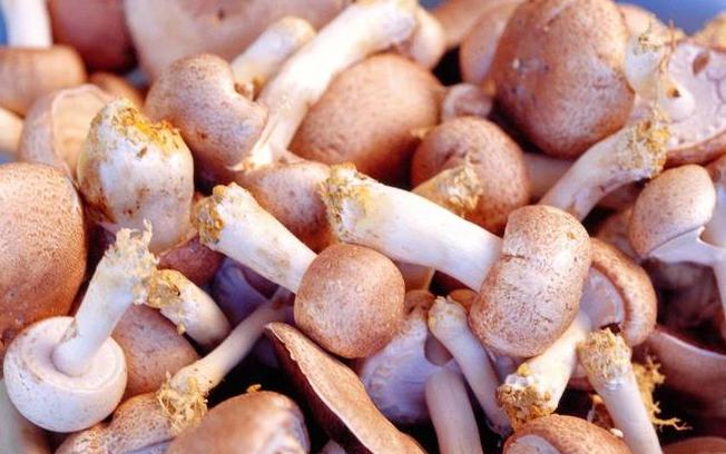 Giải mã bí mật về fucoidan từ tảo biển với sức khỏe