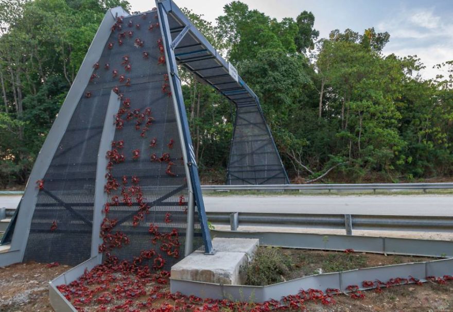 Những con đường độc đáo &quot;không dành cho người&quot; hiếm có khó tìm trên thế giới, nhìn thôi đã muốn &quot;tan chảy&quot; vì quá dễ thương - Ảnh 1.