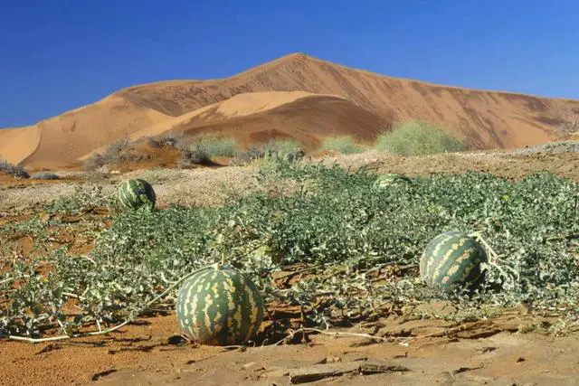 Sa mạc có một loại dưa hấu kỳ lạ nhưng không ai dám ăn, nguy hiểm đến mức phải để bảng cấm - Ảnh 4.