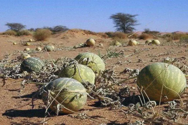 Sa mạc có một loại dưa hấu kỳ lạ nhưng không ai dám ăn, nguy hiểm đến mức phải để bảng cấm - Ảnh 8.
