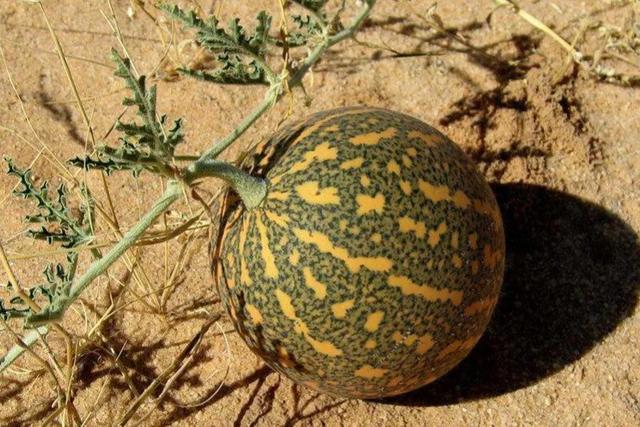 Sa mạc có một loại dưa hấu kỳ lạ nhưng không ai dám ăn, nguy hiểm đến mức phải để bảng cấm - Ảnh 5.