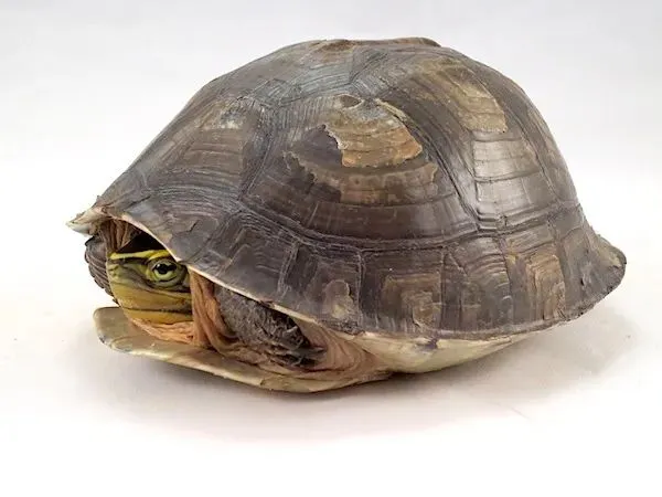 Kỳ lạ loài rùa hiền lành nhưng lại là ác mộng đối với thú săn mồi và nhà khoa học - Ảnh 7.
