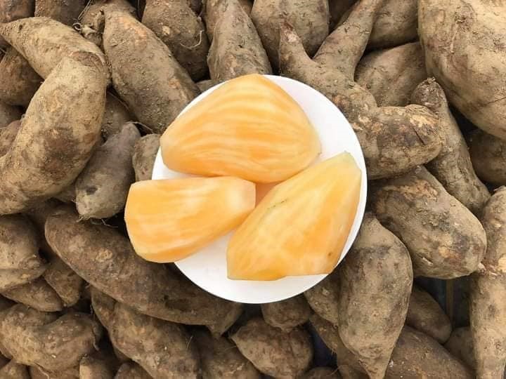 Đặc sản của Lào Cai giá chỉ 20 nghìn/kg, nhìn tưởng khoai lang nhưng thơm mùi nhân sâm - Ảnh 1.