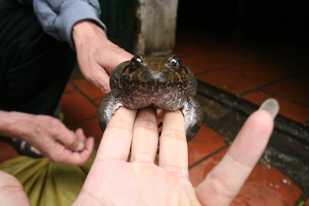 Loại ếch là đặc sản tỉnh Lạng Sơn, giá cao gấp 10 lần ếch đồng luôn được người tiêu dùng săn đón   - Ảnh 1.