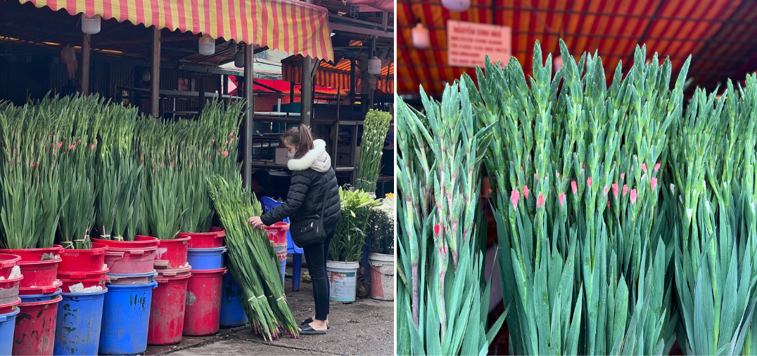 Tiểu thương chợ hoa Quảng Bá hướng dẫn cách chọn lay ơn chưng Tết tránh hàng ướp lạnh  - Ảnh 1.