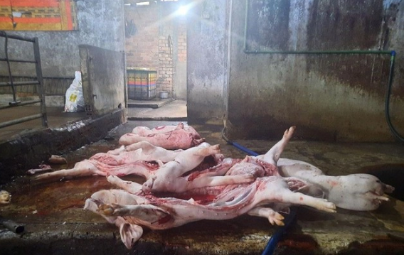 Rùng mình với hàng tấn nội tạng hôi thối, thịt lợn bẩn bị tuồn ra thị trường dịp cận Tết, tiềm ẩn nguy cơ &quot;hạ độc&quot; sức khỏe - Ảnh 2.