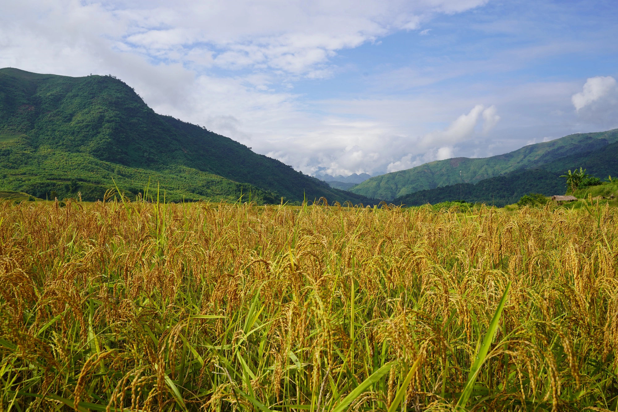 Người truyền cảm hứng làm nông nghiệp ứng phó biến đổi khí hậu ở xã bản vùng cao, đưa cây lúa địa phương thành &quot;đặc sản 3 sao&quot; nức tiếng - Ảnh 8.