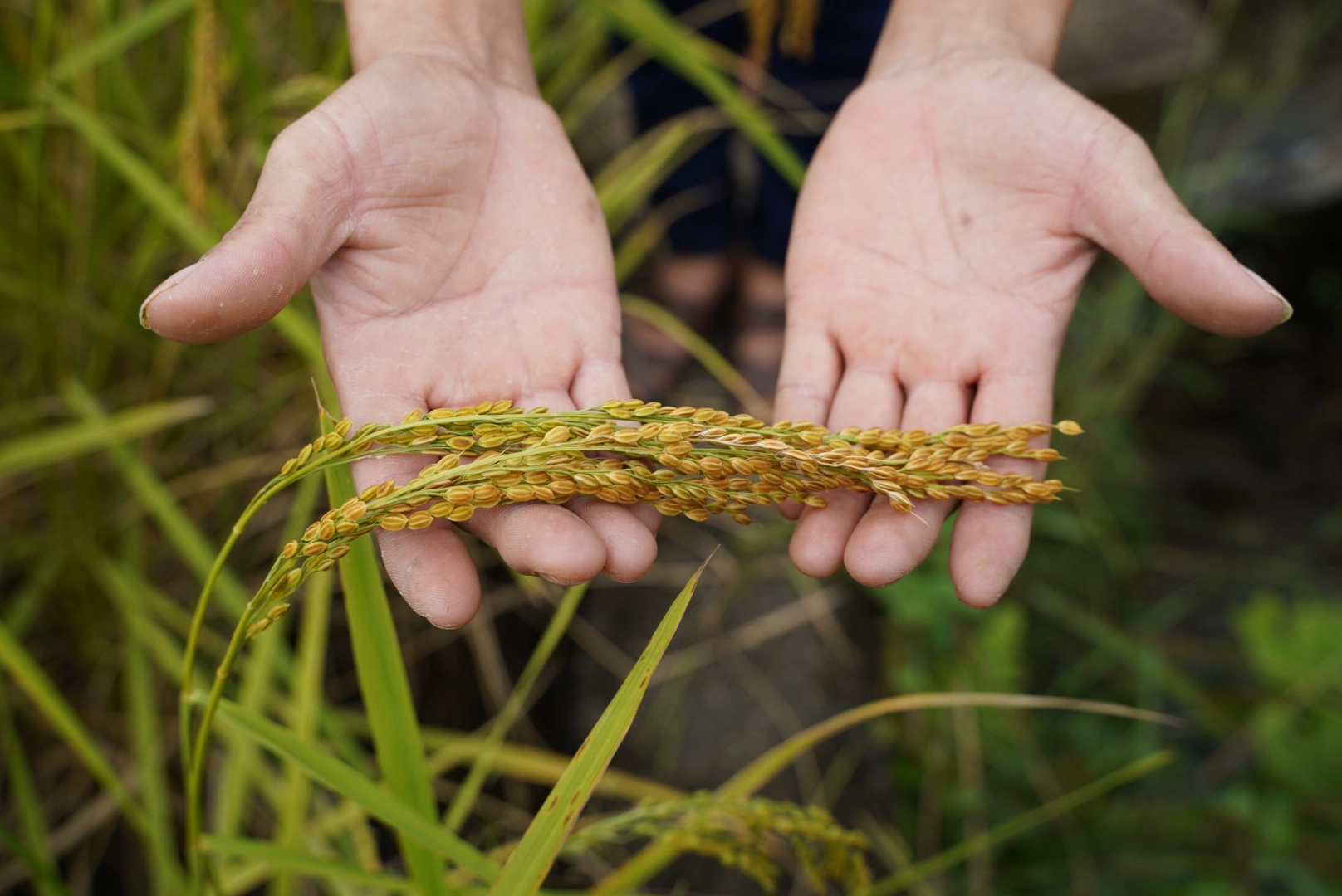 Người truyền cảm hứng làm nông nghiệp ứng phó biến đổi khí hậu ở xã bản vùng cao, đưa cây lúa địa phương thành &quot;đặc sản 3 sao&quot; nức tiếng - Ảnh 4.