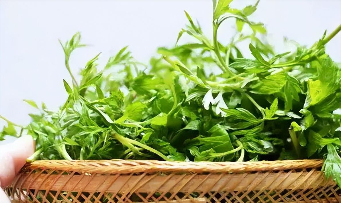 Uống nước ngải cứu có tác dụng gì? Uống nước ngải cứu có tác dụng gì?