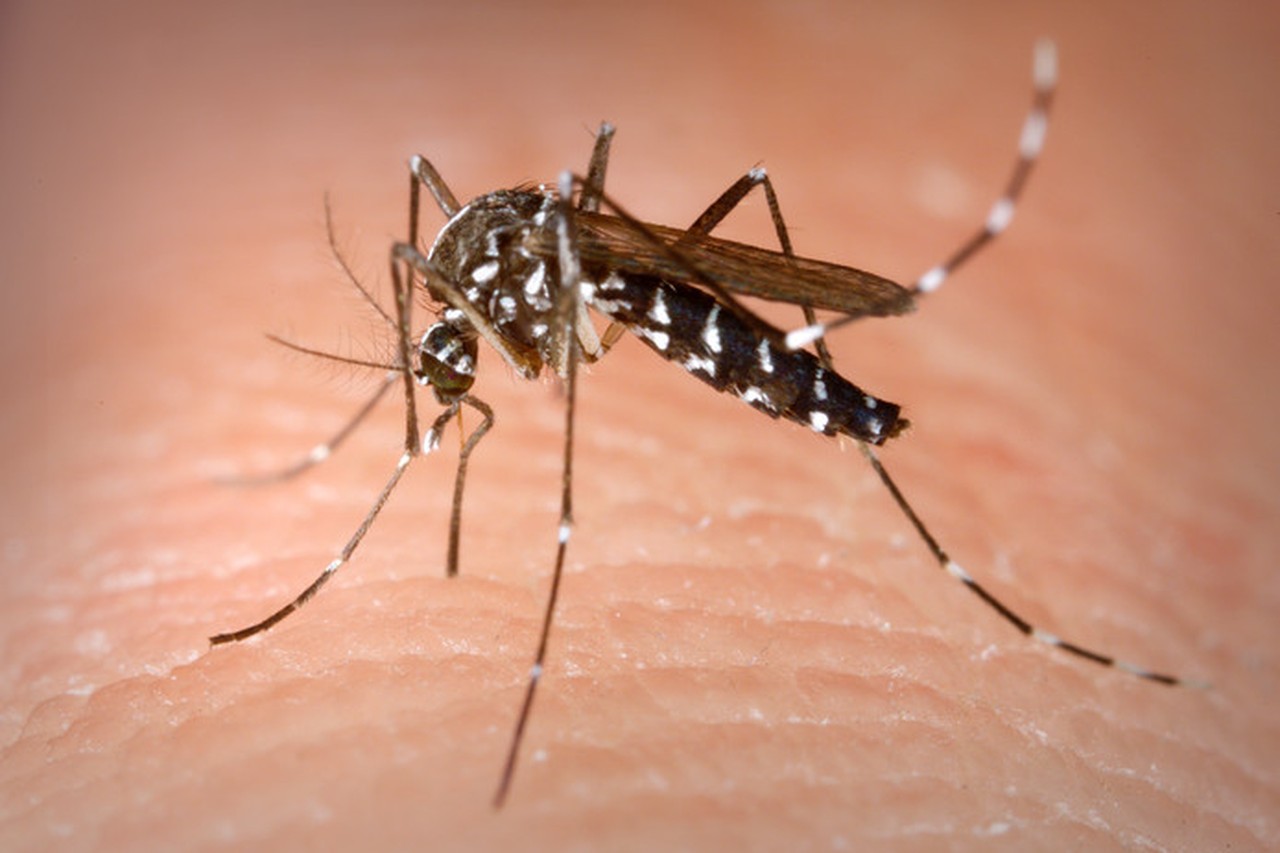 Nghiên cứu mới giúp phát hiện sớm ca bệnh sốt xuất huyết có nguy cơ tử vong - Ảnh 1.