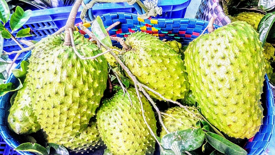 Trà mãng cầu "vào trend", giá mãng cầu xiêm tăng chóng mặt - Ảnh 1. Trà mãng cầu "vào trend", giá mãng cầu xiêm tăng chóng mặt - Ảnh 1.