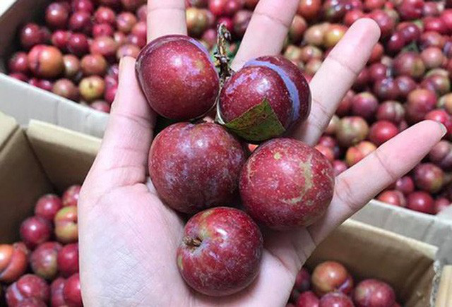 Mùa hè ăn mận đừng quên 5 điều, đảm bảo da đẹp, không sợ nóng lại khỏe xương - Ảnh 3. Mùa hè ăn mận đừng quên 5 điều, đảm bảo da đẹp, không sợ nóng lại khỏe xương - Ảnh 3.