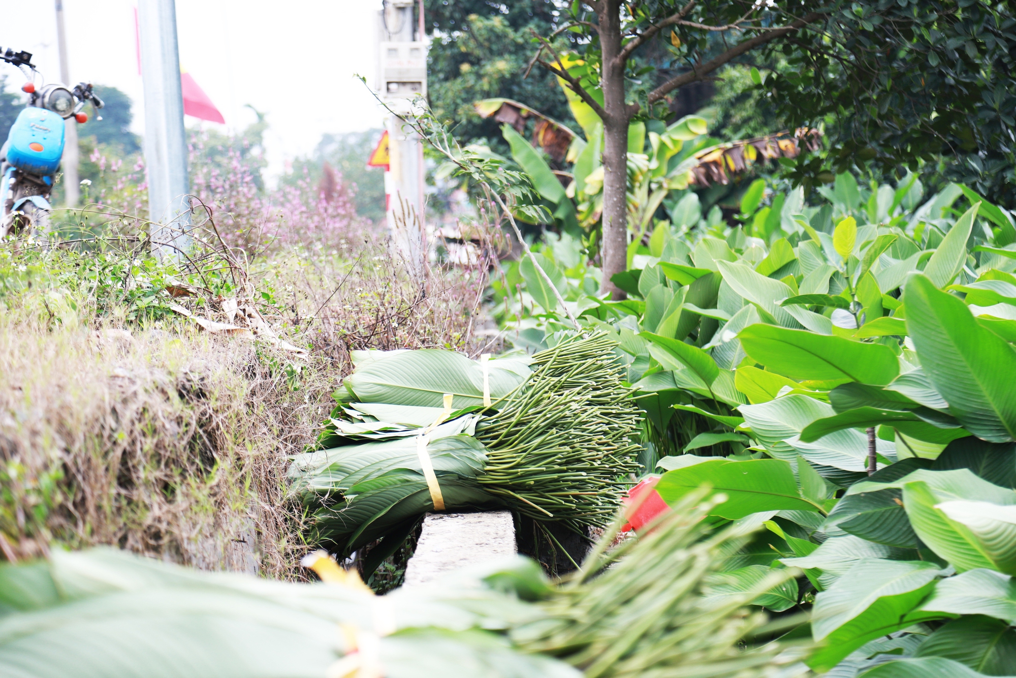 Giữ được nghề trồng cây truyền thống, người Hà Nội bội thu dịp cuối năm - Ảnh 1.